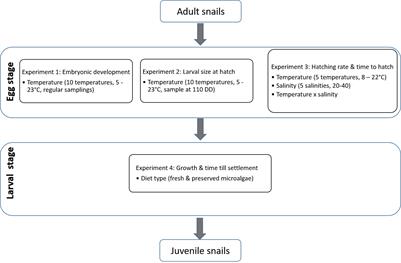 Effects of temperature, salinity and diet on embryonic and early larval development in Littorina littorea (Gastropoda: Littorinimorpha)